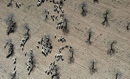 Aerial shot of a flock of segureña sheep.