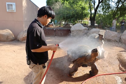 Elvis, una tortuga gigante, recibe una ducha para mitigar la ola de calor por parte de su cuidador en el zoo de Phoenix, en Arizona, el 21 de julio de 2023.