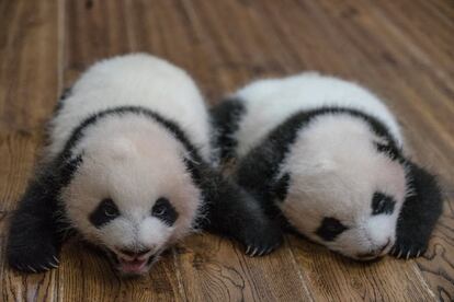 Los dos primeros gemelos de 2017, nacidos de la panda Zhizhi el 24 de abril.