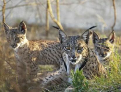 Ejemplares de lince ibérico nacidos en el centro de cría en cautividad El Acebuche, en Doñana (Huelva).