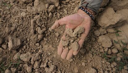 Un agricultor muestra su campo de maíz arruinado por la sequía en Casalbuttano, Cremona, Italia, en junio.