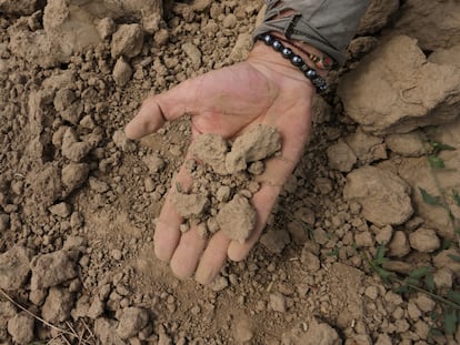 Un agricultor muestra su campo de maíz arruinado por la sequía en Casalbuttano, Cremona, Italia, en junio.