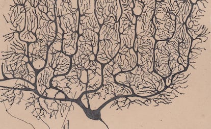 Dibujo de Santiago Ramón y Cajal de una neurona.