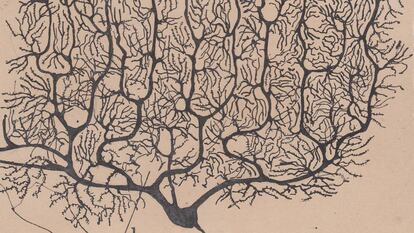 Dibujo de Santiago Ramón y Cajal de una neurona.