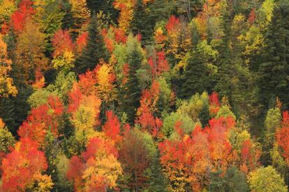 Fall in the valley of Ordesa in the Aragon region