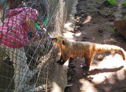 Una niña se acerca a tocar un coatí en el zoológico de Marcelle, en Lugo.