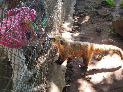 Una niña se acerca a tocar un coatí en el zoológico de Marcelle, en Lugo.