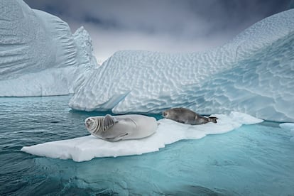 La disminución del hielo marino en la Antártida ha supuesto también una reducción considerable de las poblaciones de kril, un pequeño crustáceo que supone la base alimenticia de la foca cangrejera.