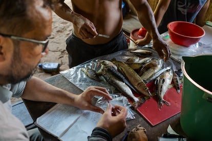 Toma muestras de mercurio en peces de consumo en el resguardo El Itilla.