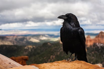 Los cuervos son aves de enorme inteligencia.