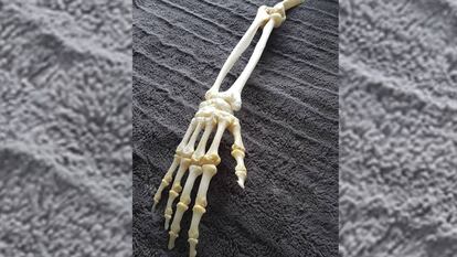 El brazo esqueletizado tras pasar por un proceso de limpieza.
