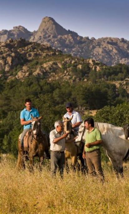 Cada año, al comienzo del verano, José Manuel López Luna (en la imagen, con el jersey verde), de 43 años, y su hermano Vicente (48), suben a caballo sus vacas desde Moralzarzal (12.000 habitantes, a 46 kilómetros al noroeste de la capital) hasta los pastos del monte de La Camorza, en la Pedriza de Manzanares. Ambos, con un rebaño de 250 cabezas, se dedican a lo mismo que su padre, que su abuelo, que su bisabuelo... “Aquí no hay horarios y cada vez es más difícil. Hay mucha presión de la gente que se mete en los pastos, en las cañadas...”. Ahora, cuenta, la gran cuita es el reparto de las recortadas ayudas de la PAC (Política Agraria Común de la UE). “Sin subvenciones, aquí el ganado es imposible; te da para cubrir gastos y justito”.