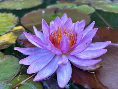 Un nenúfar Siam Purple en el Real Jardín Botánico de Madrid. Es un híbrido que resiste a las heladas y ha sido uno de los primeros en florecer este verano.