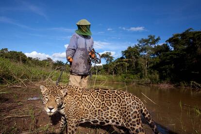 Un ejemplar de jaguar boliviano.