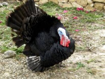 Los pavos "Popcorn" y "Caramel", los elegidos este año por la Federación Nacional del Pavo de Estados Unidos para ser indultados por el presidente Barack Obama ya se encuentran en Washington a la espera de recibir el perdón presidencial mañana, en la víspera del día de Acción de Gracias. EFE/Archivo