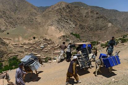 Decenas de mulas recorren los caminos de la provincia de Panshir, al norte de Kabul