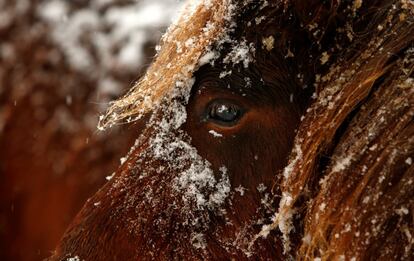 Detalle de un caballo con nieve en Kaufbeuren (Alemania).