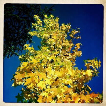 Liquidambar. 'Liquidambar styraciflua' L. Árbol de hoja caduca, que supera los 30 metros de altura.