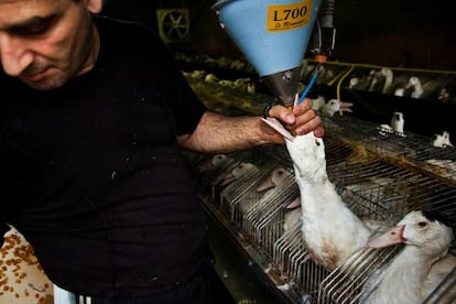 Alimentación con la técnica de embuchado en una granja de Cataluña.
