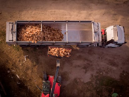 Retirada de las gallinas sacrificadas tras el brote de gripe aviar en una explotación en Íscar, en Valladolid.