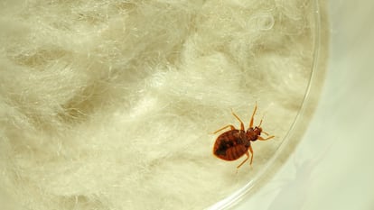 trampa para chinches