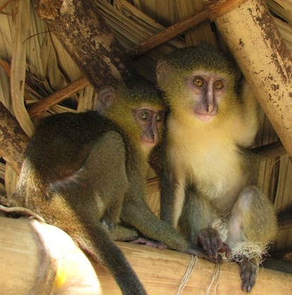 Dos ejemplares jóvenes de la nueva especie africana de primate lesula ('C. Lomamiensis').