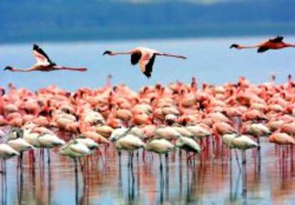 Flamencos rosa en el lago Manyara, en Tanzania.