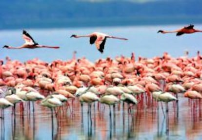 Flamencos rosa en el lago Manyara, en Tanzania.