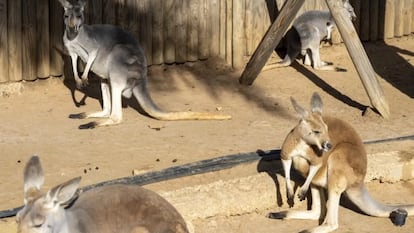 Canguros en el Jardín del papagayo, en Benicarló, en una imagen de la web del centro zoológico.