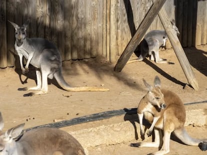 Canguros en el Jardín del papagayo, en Benicarló, en una imagen de la web del centro zoológico.