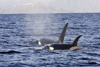 Orcas en la isla Lopfoten en Noruega