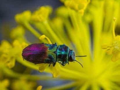 Besouro metálico (Euchroma gigantea) fotografado em um zumillo (Thapsia villosa). Madri, Espanha.