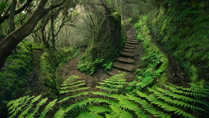Sendero en un bosque de laurisilva en el Parque Nacional de Anaga, en Tenerife.