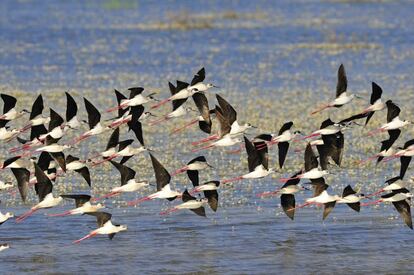 Decenas de cig&uuml;e&ntilde;uelas sobrevuelan el Parque Nacional de Do&ntilde;ana.  