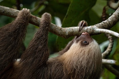 A sloth hangs from a tree branch at the Sloth Sanctuary and Rescue Shelter in Cahuita, Limon Province, Costa Rica