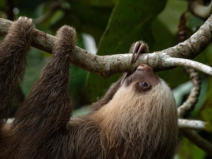 In this file photo taken on March 10, 2023 A sloth hangs from a tree branch at the Sloth Sanctuary and Rescue Shelter in Cahuita, Limon Province, Costa Rica, on March 10, 2023.