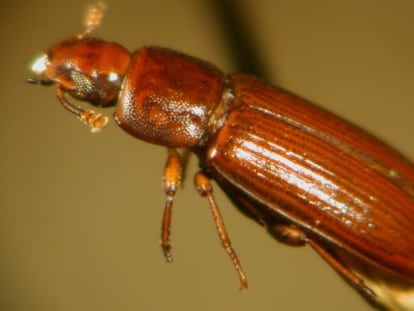 Escarabajo castaño de la harina ('Tribolium castaneum').