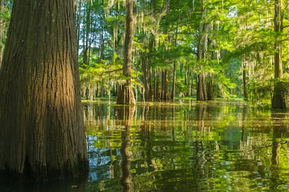 Pantanos del Atchafalaya National Heritage Area, en el País Cajún del Estado de Luisiana (EE UU). 