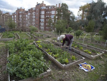 Un huertos urbano en la zona de Batán.