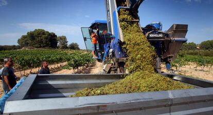 Trabajos de recolección de la variedad macabeo en Vallmoll