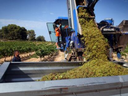 Trabajos de recolecci&oacute;n de la variedad macabeo en Vallmoll