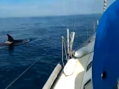 Fotograma de un vídeo que capta una de las orcas cerca de Galicia.