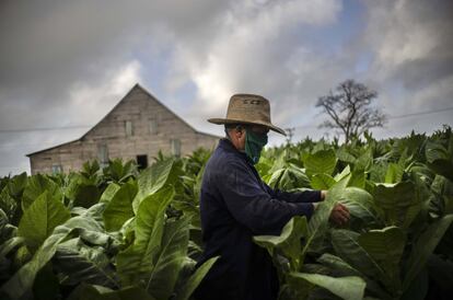 La provincia de Pinar del Río, la tierra donde se cultiva el tabaco cubano, es reconocida como una de las llanuras fértiles más famosas del mundo.