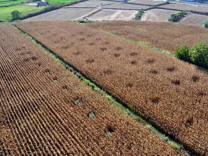 Vista de un campo de maíz con pequeñas zonas en las que se cultivaba la marihuana.