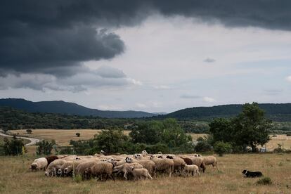 Las ovejas están a las órdenes de Lur, perro pastor, en la zona de Madarcos (Sierra Norte de Madrid).