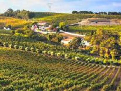 Vista del viñedo de Quinta da Chocapalha, en Alenquer.