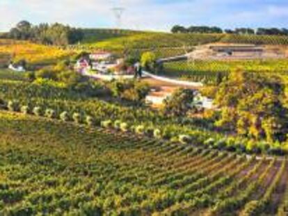 Vista del viñedo de Quinta da Chocapalha, en Alenquer. 