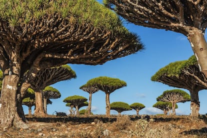 Un bosque de dragos en la isla de Socotra, frente a la costa de Yemen, especie valorada por su savia roja, conocida como sangre de dragón.