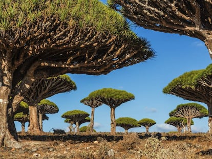 Un bosque de dragos en la isla de Socotra, frente a la costa de Yemen, especie valorada por su savia roja, conocida como sangre de dragón. 