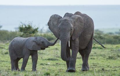 Solo un día antes de la tragedia, los turistas que acudieron al Masai Mara, en Kenia, podían fotografiar la entrañable escena de la pequeña Roi paseando junto a su madre por la espectacular reserva natural.

Cada 15 minutos muere abatido un elefante africano, según iworry.org, generalmente para satisfacer al mercado de marfil chino.